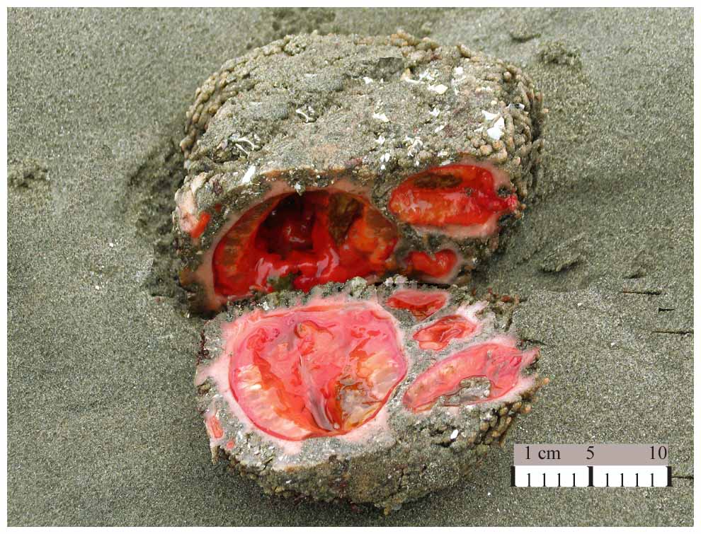 Pyura Chilensis